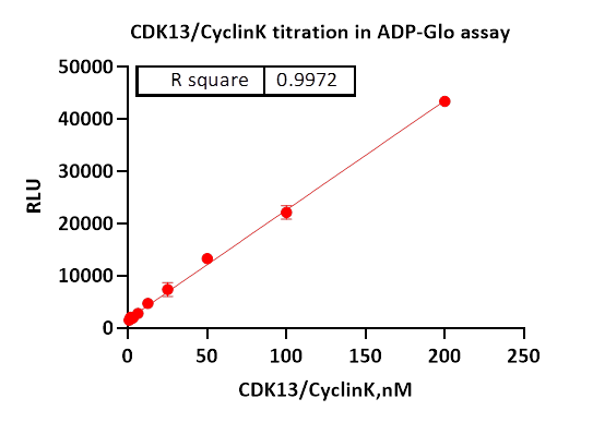 CDK13/Cyclin K Protein