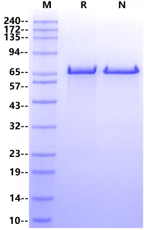 DT3C (Diphtheria toxin & spg 3C domain) Protein, Corynephage beta