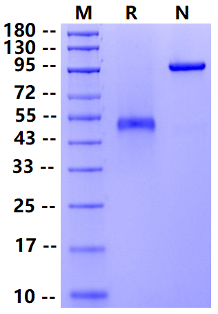 Biotinylated GITR/TNFRSF18 Fc&Avi Tag Protein, Human