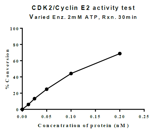 CDK2/Cyclin E2 Protein