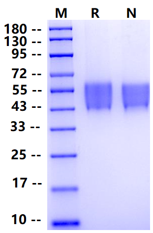 Biotinylated B7-H4 Avi&His Tag Protein, Human