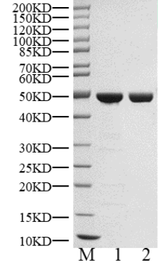 VRK1 His&Strep Tag Protein, Human