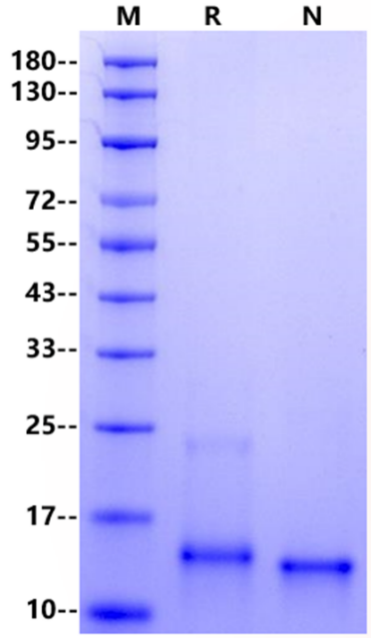 NT-3 Protein, Human
