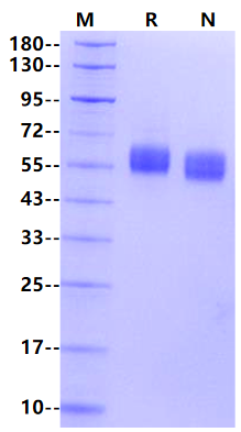 Biotinylated SIRP-α/CD172a His&Avi Tag Protein, Human