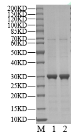 MAPKAPK2( ΔH217-P237, S216G) Protein, Human