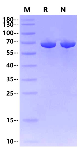 Bst DNA Polymerase, Large fragment
