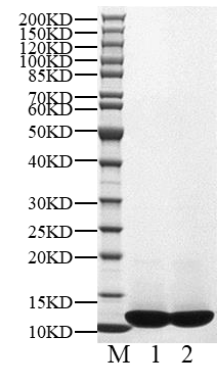 CKS2 Protein, Human