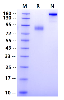 Biotinylated LILRB3/CD85a/LIT5 Fc&Avi Tag Protein, Human