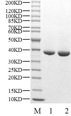 P38α(MAPK14) Protein, Human