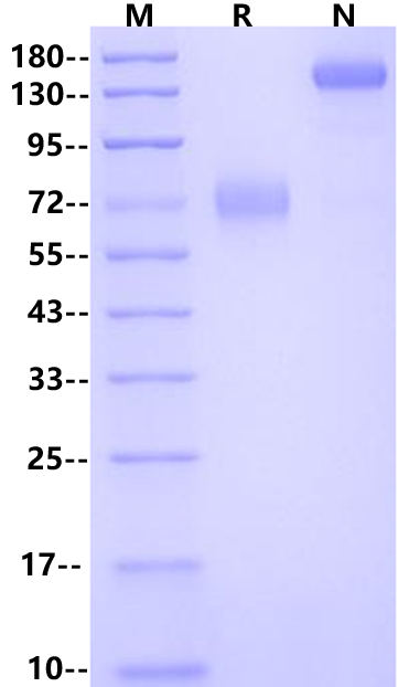 B7-2/CD86 Fc Chimera Protein, Mouse