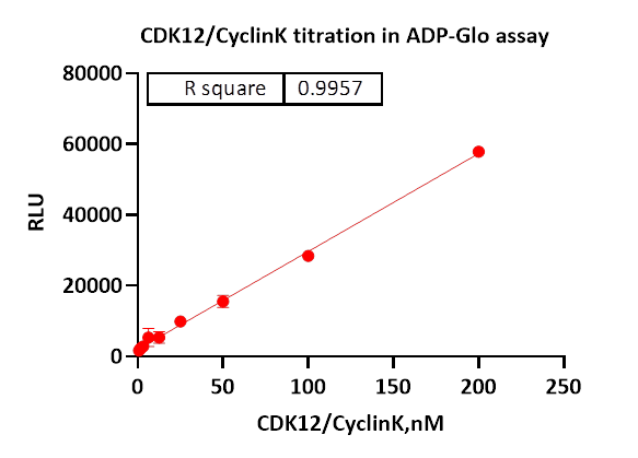 CDK12/Cyclin K Protein