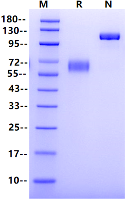 CLEC12A/MICL/CLL-1 Fc Chimera Protein, Human