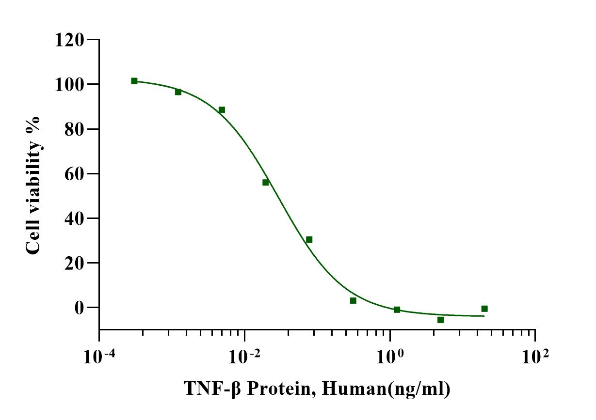TNF-β Protein, Human