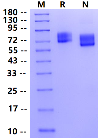 Biotinylated ICAM-1/CD54 His&Avi Tag Protein, Human