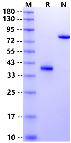 CD81 Fc Chimera Protein, Human