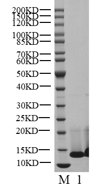BRAF Flag Tag Protein,Human