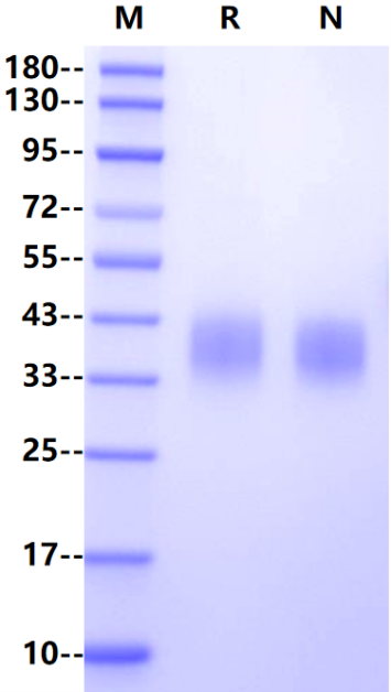 Fc γ RIII/CD16 His Tag Protein, Rhesus