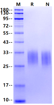 Fas Ligand/TNFSF6 His Tag Protein, Mouse