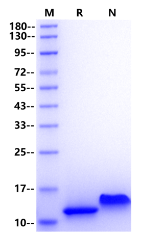 CCL7/MCP-3 Protein, Human