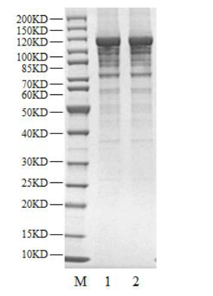 USP37 Protein