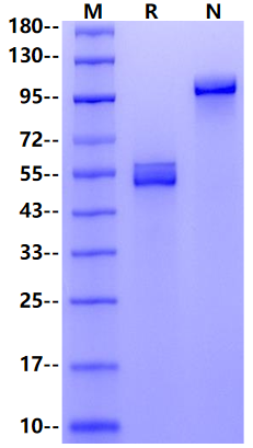 Fas/TNFRSF6/CD95 Fc Chimera Protein, Cynomolgus