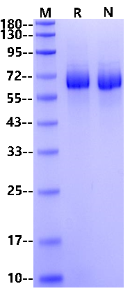 MARCO His Tag(79-520) Protein, Human