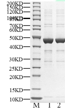 PIP4K2C Protein, Human