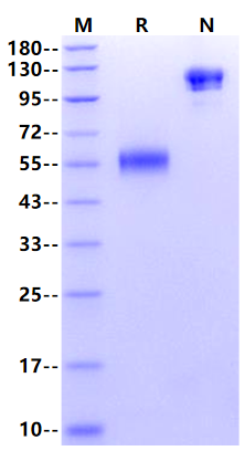 LAIR1/CD305 mFc Chimera Protein, Human