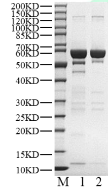 TPM3 His&GST Tag Protein, Human