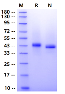Biotinylated Nectin-4 His&Avi Tag Protein, Human