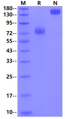 Biotinylated CD44/CDw44/ECMR-III Fc&Avi Tag Protein, Human