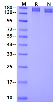 CD171 His Tag Protein, Human