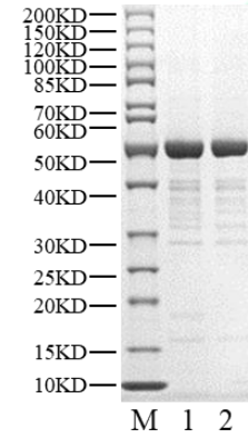 Biotinylated BRD4 Protein, Human