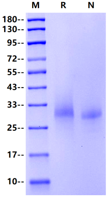 OX40/TNFRSF4 His Tag Protein, Human