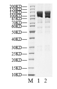 PK3C3 His&GST Tag Protein, Human
