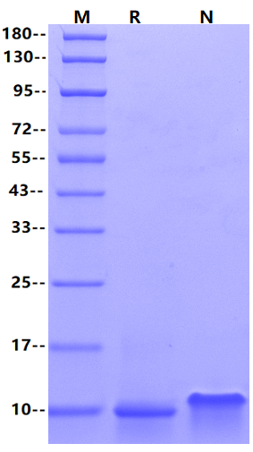 IL-8/CXCL8 Protein, Canine