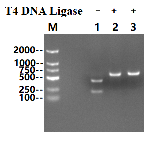 T4 DNA Ligase 