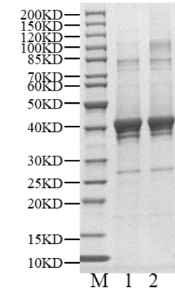 SGK Protein, Human