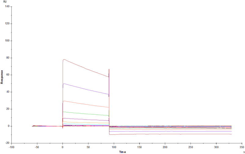 Fc γ RIIA/CD32a His Tag Protein, Rat