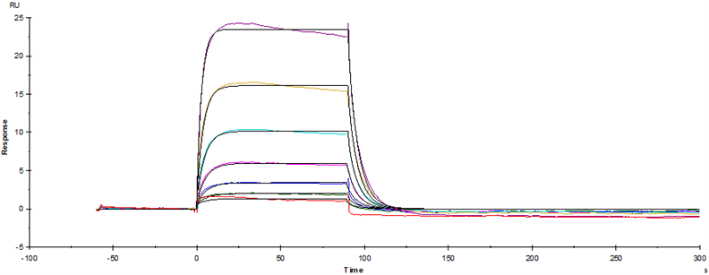 Fc γ RI/CD64 His Tag Protein, Mouse