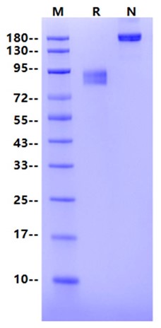 EGFRvIII Fc Chimera Protein, Human