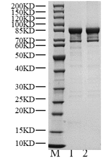 P70S6K GST Tag Protein, Human