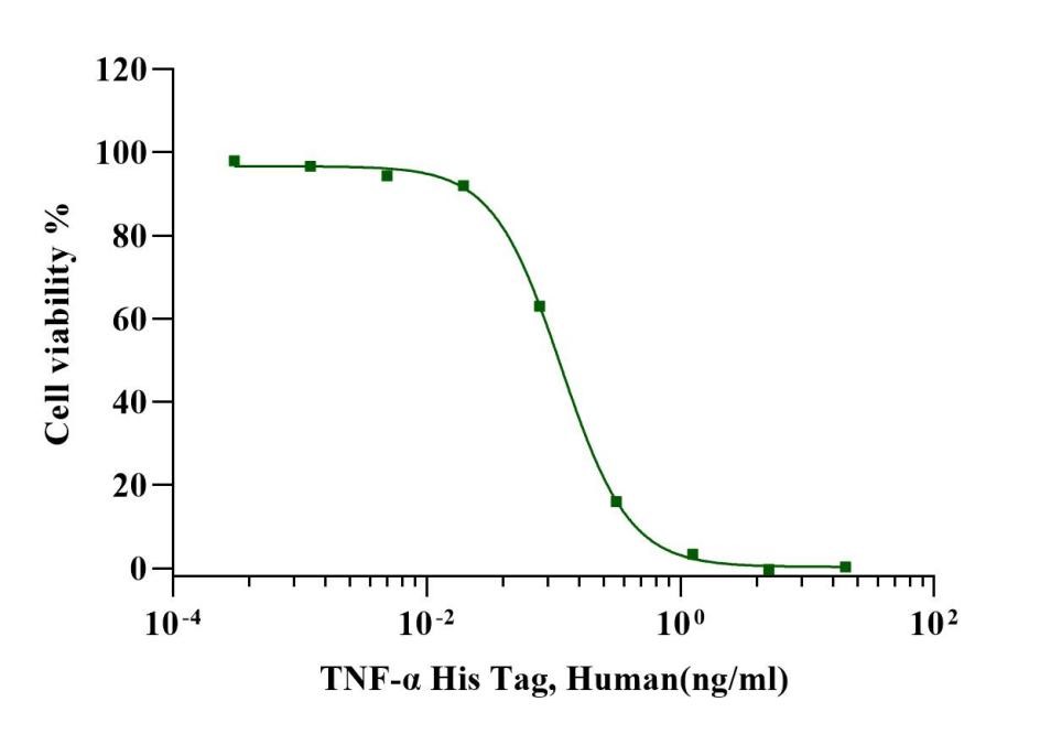 TNF-α Protein, Human