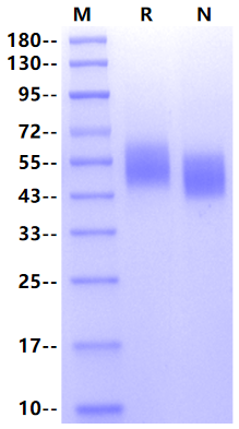 IL-13RA1 His Tag Protein, Mouse