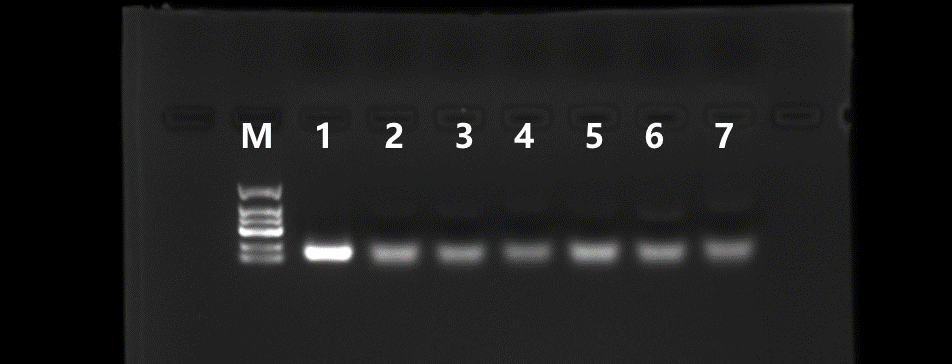 RNase Ⅲ