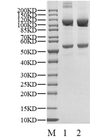 Biotinylated CRBN/DDB1 Protein