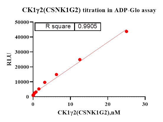 CK1γ2(CSNK1G2) Protein