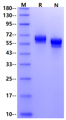 ROR1 His Tag Protein, Rat