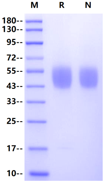 FGF-R2 (IIIb) His Tag Protein, Human