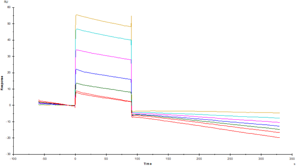 Fc γ RIIA/CD32a His Tag Protein, Rhesus macaque